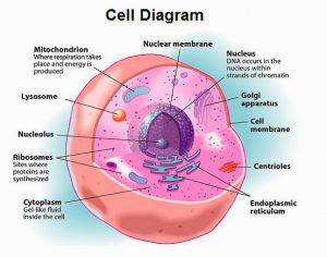 diagram-of-human-cells-cells-john-and-fuj